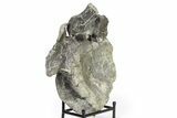 Fossil Sauropod (Camarasaurus) Caudal Vertebra - Wyoming #322933-2